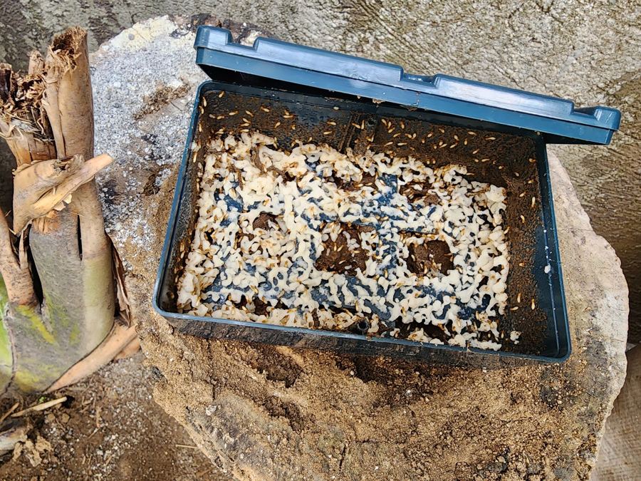 Pacific Pest Solutions work photo